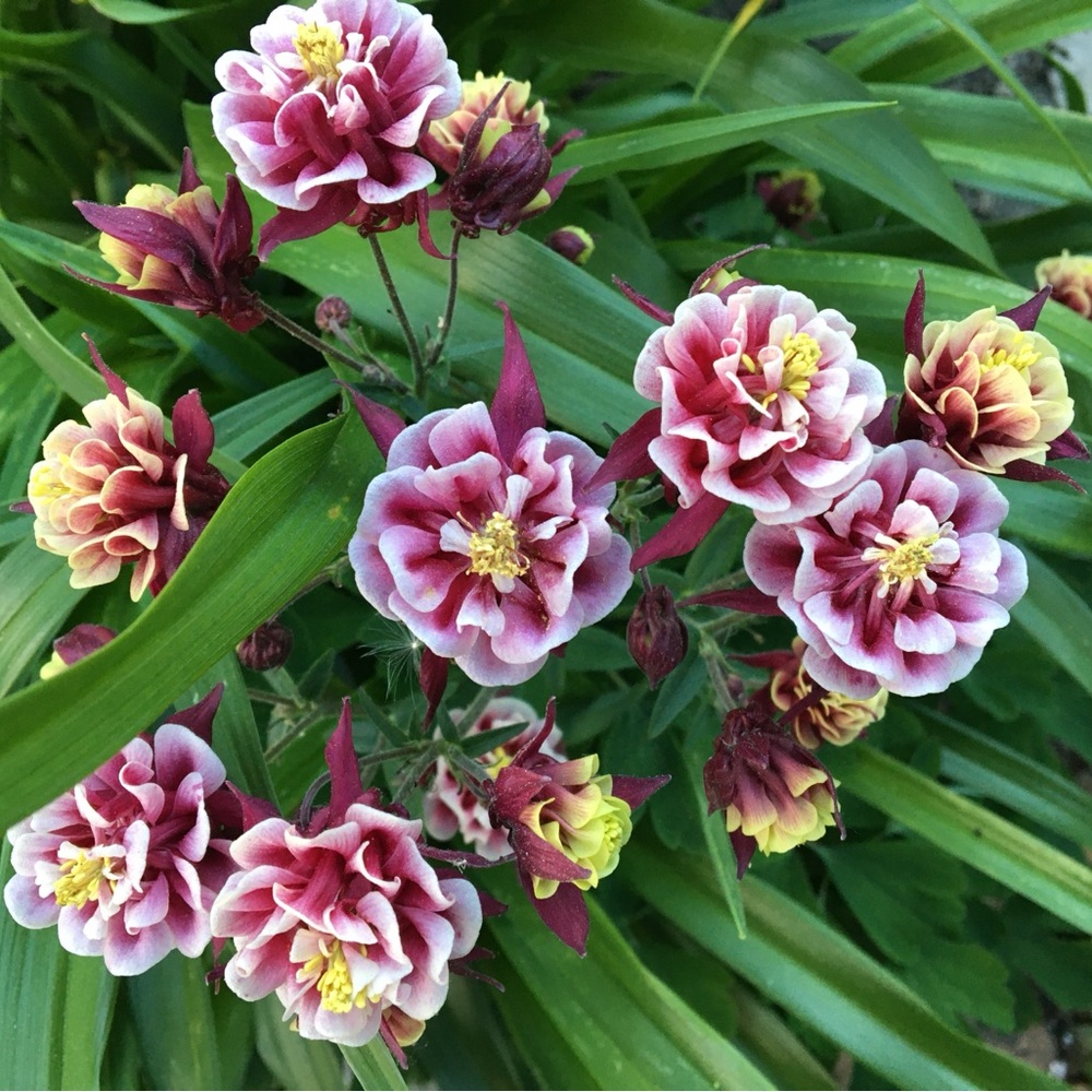 🌸Columbine Winky double red-white rose ruffled blossom hybrid seeds -biennial
